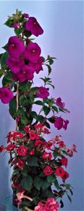  - achimenes Jenifer Goode iem 1985