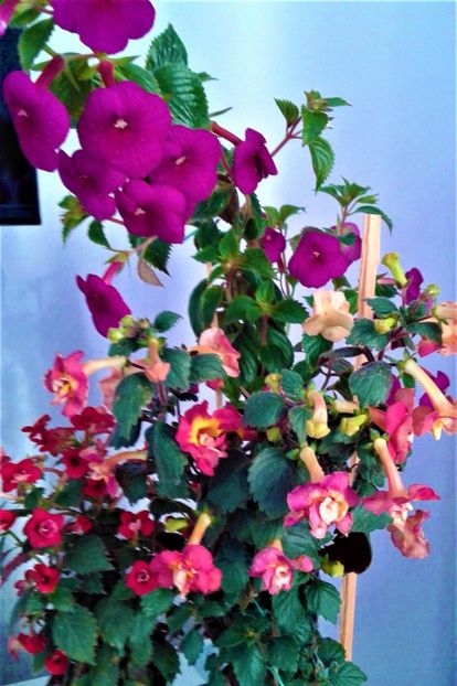 - achimenes Jenifer Goode iem 1985
