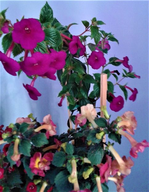  - achimenes Jenifer Goode iem 1985
