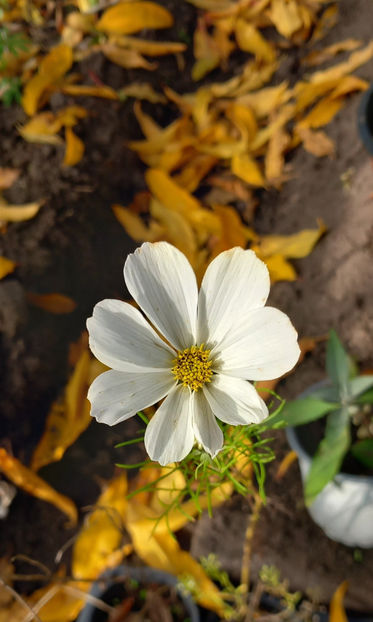  - 2024 - 03 - Toamna