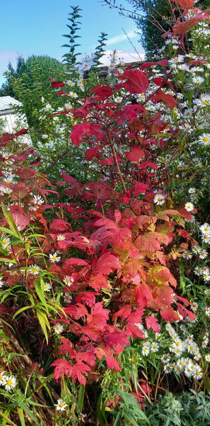  - 2024 - 03 - Toamna