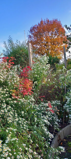  - 2024 - 03 - Toamna