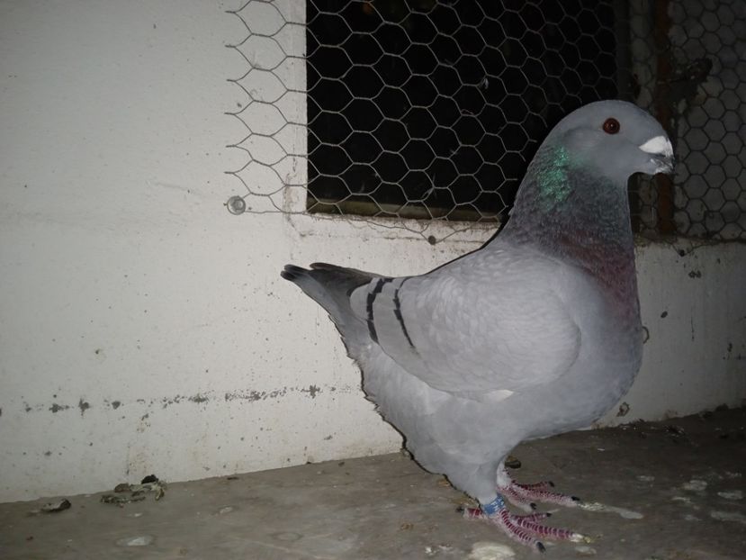 F 2024 - Porumbeii vânduți !