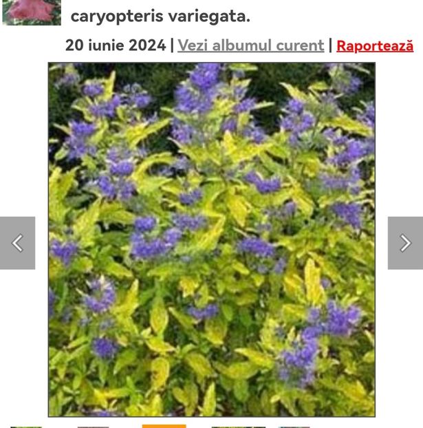 Screenshot_20241008_063030_com.android.chrome_edit_134197024651918 - aaa Comanda plante 2022 2023 2024