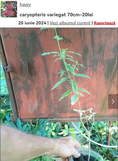 Screenshot_20241008_063044_com.android.chrome_edit_134185291298274 - aaa Comanda plante 2022 2023 2024