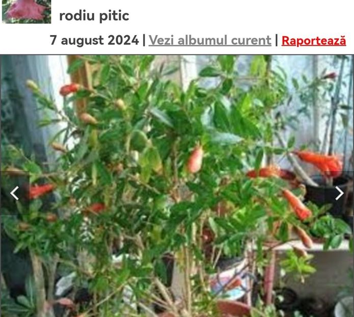 Screenshot_20241008_063111_com.android.chrome_edit_134172245942546 - aaa Comanda plante 2022 2023 2024