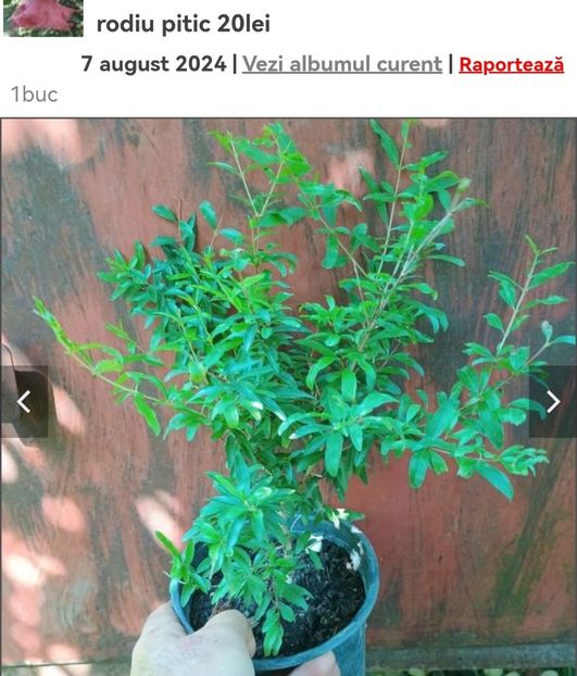 Screenshot_20241008_063146_com.android.chrome_edit_134157046168590 - aaa Comanda plante 2022 2023 2024