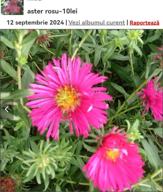 Screenshot_20241008_063235_com.android.chrome_edit_134118595845680 - aaa Comanda plante 2022 2023 2024