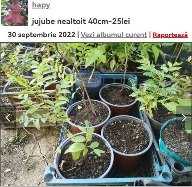 Screenshot_20241008_063356_com.android.chrome_edit_134104369064953 - aaa Comanda plante 2022 2023 2024