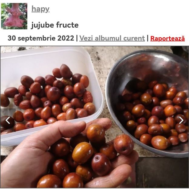 Screenshot_20241008_063408_com.android.chrome_edit_134093788261829 - aaa Comanda plante 2022 2023 2024