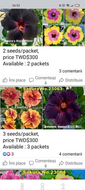 Screenshot_2024-08-18-07-22-00-02_965bbf4d18d205f782c6b8409c5773a4 - Butași înrădăcinați de hibiscus