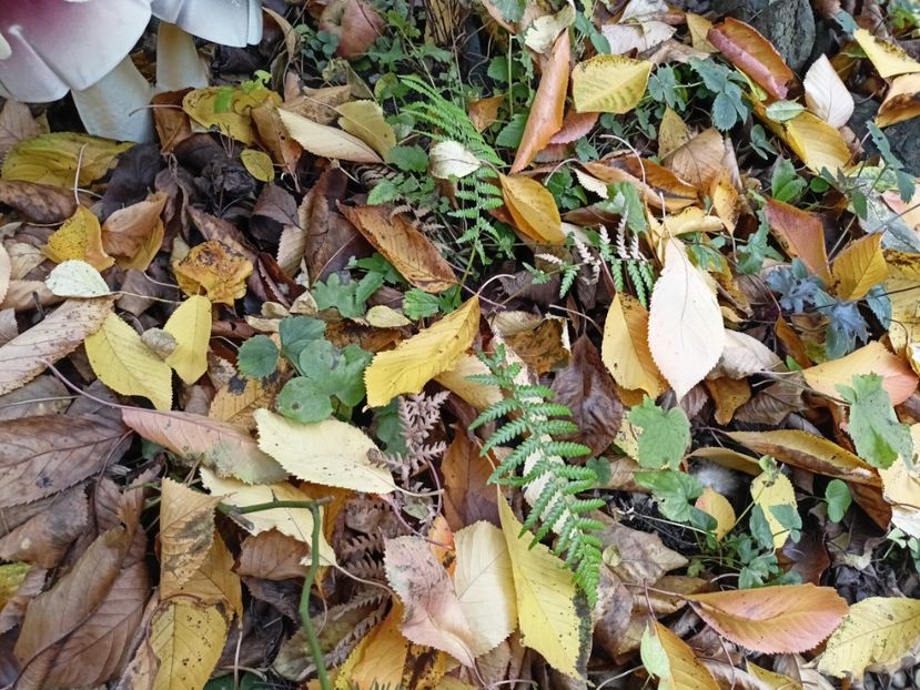  - Grădina 2024 continuare 5