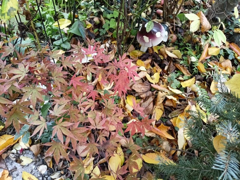 Atropurpureum - Grădina 2024 continuare 5