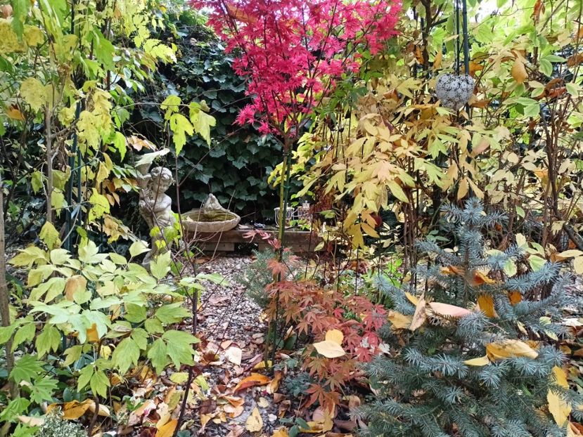  - Grădina 2024 continuare 5