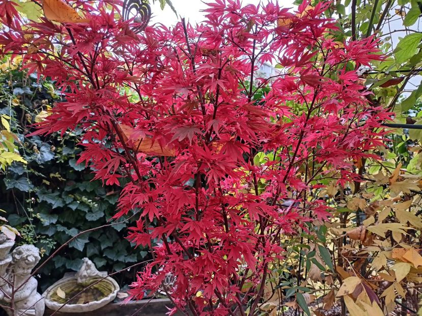  - Grădina 2024 continuare 5