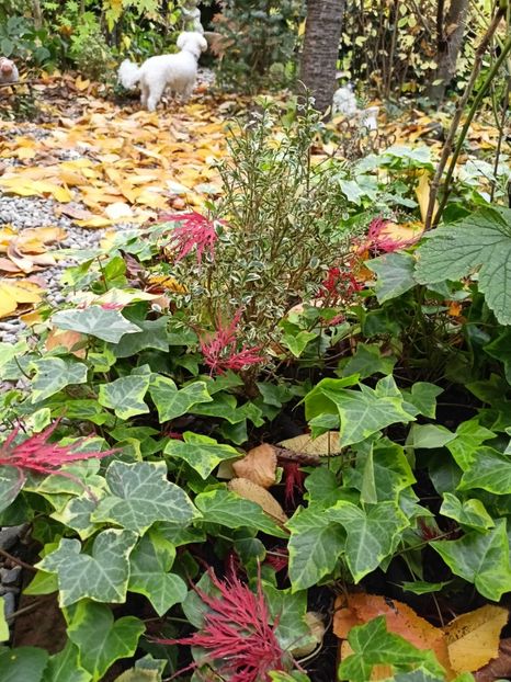  - Grădina 2024 continuare 5