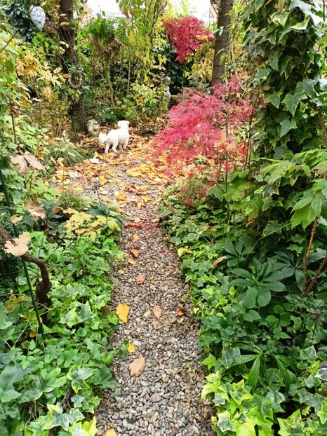  - Grădina 2024 continuare 5