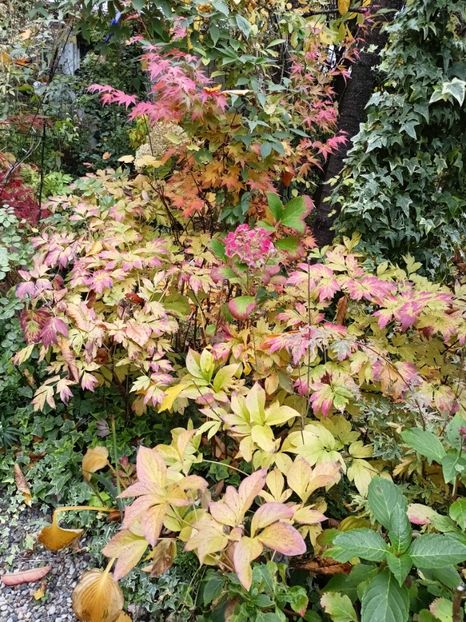  - Grădina 2024 continuare 5