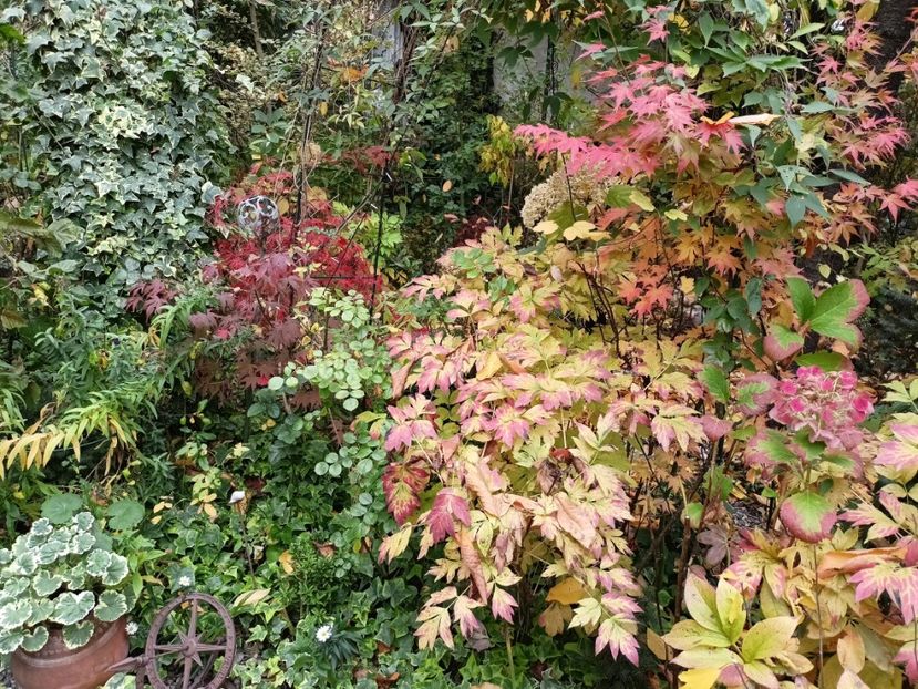  - Grădina 2024 continuare 5