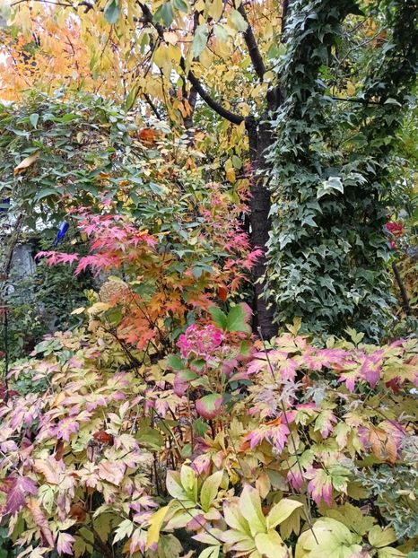  - Grădina 2024 continuare 5