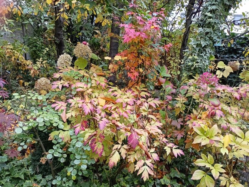  - Grădina 2024 continuare 5