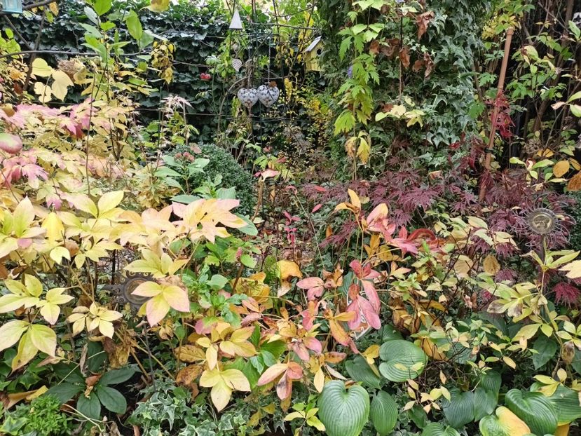  - Grădina 2024 continuare 5