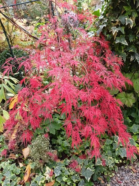  - Grădina 2024 continuare 5