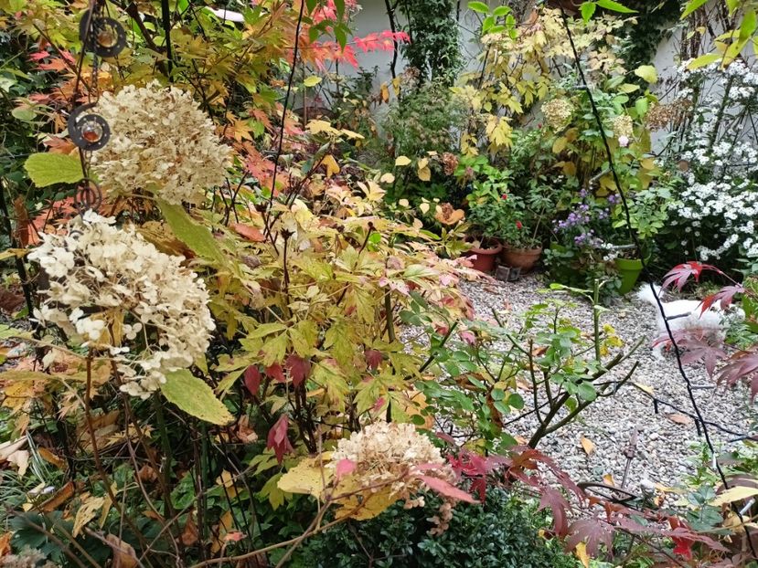  - Grădina 2024 continuare 5