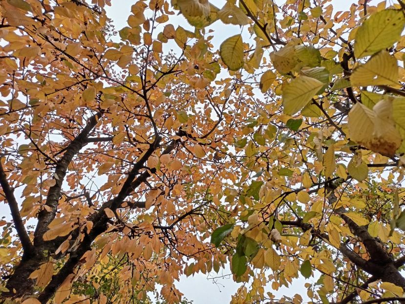 cireși - Grădina 2024 continuare 5