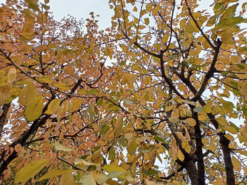  - Grădina 2024 continuare 5