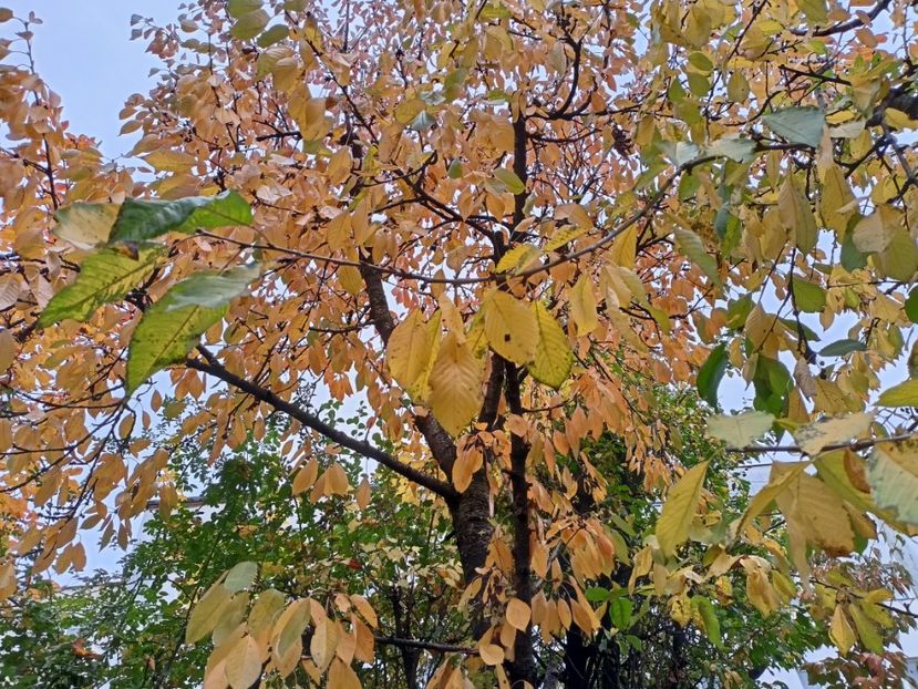  - Grădina 2024 continuare 5