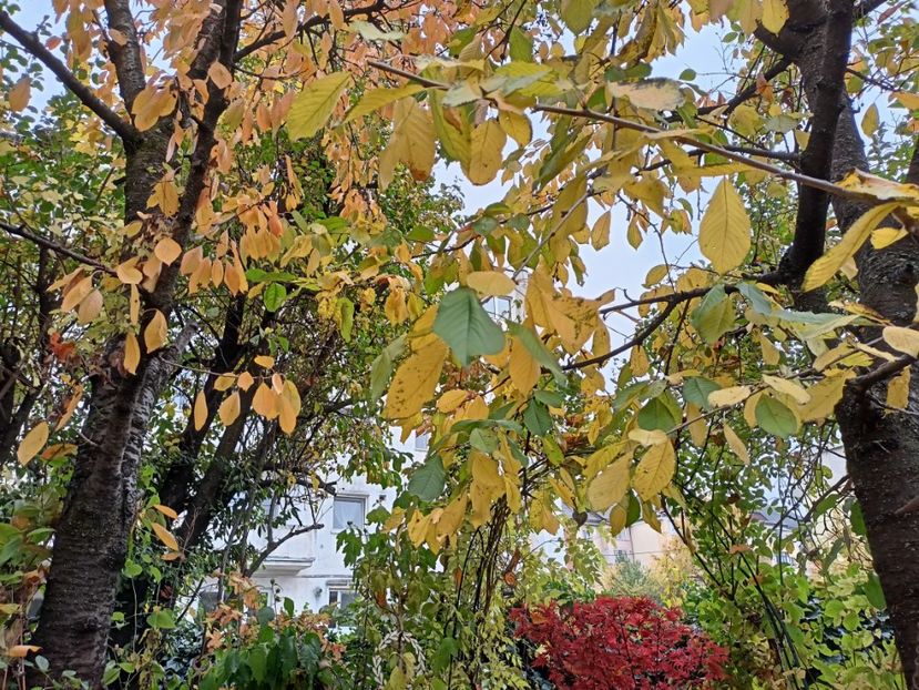  - Grădina 2024 continuare 5