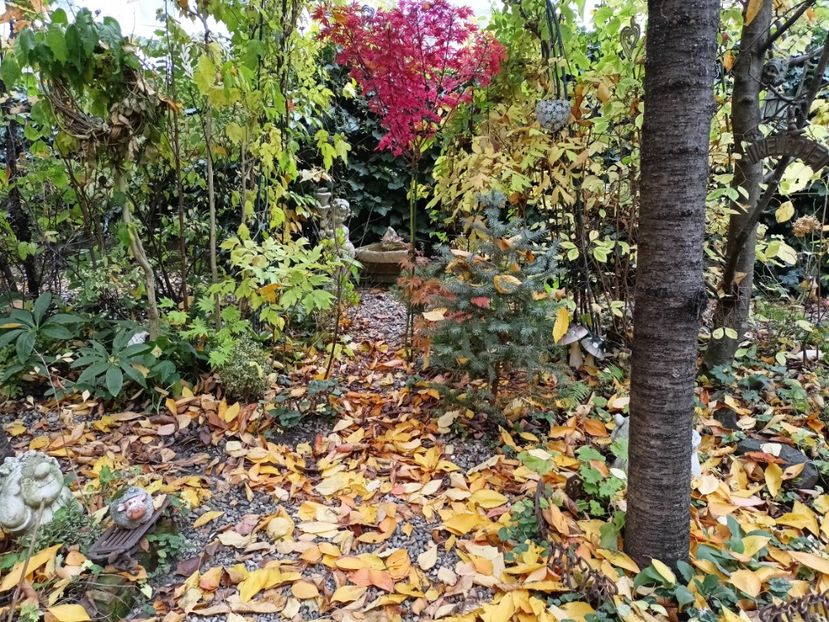  - Grădina 2024 continuare 5