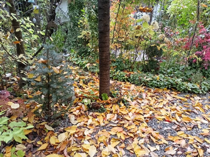  - Grădina 2024 continuare 5