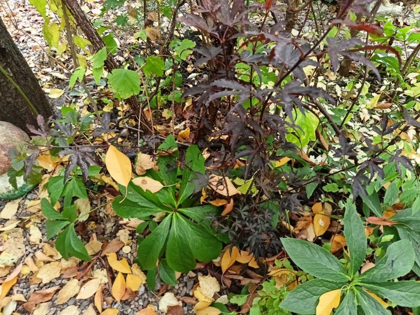 Skeeters Broom - Grădina 2024 continuare 5