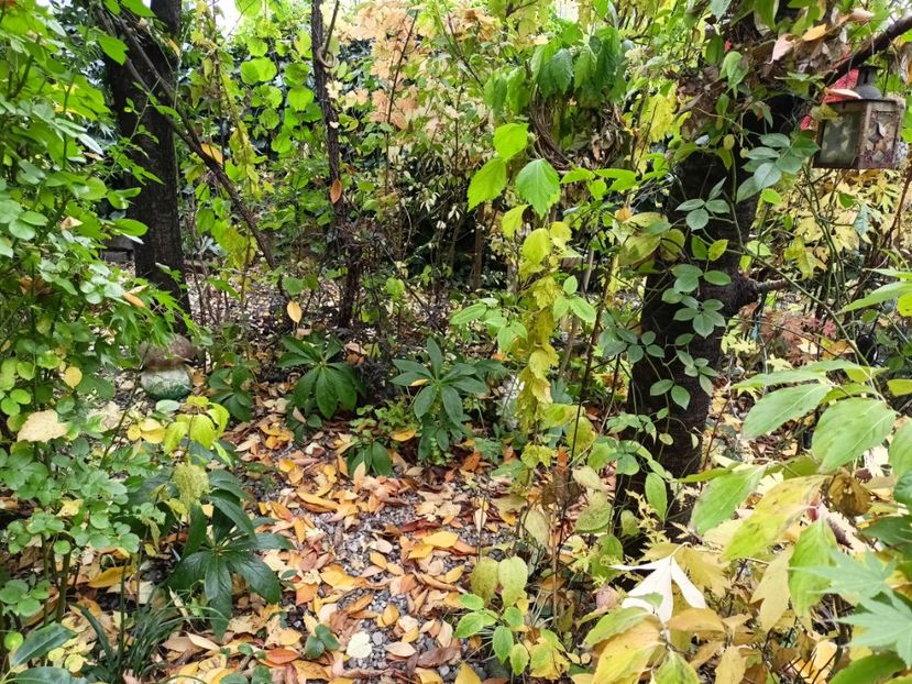  - Grădina 2024 continuare 5