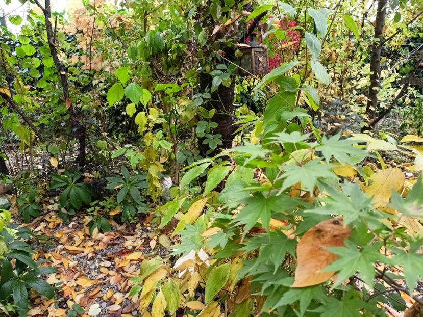  - Grădina 2024 continuare 5