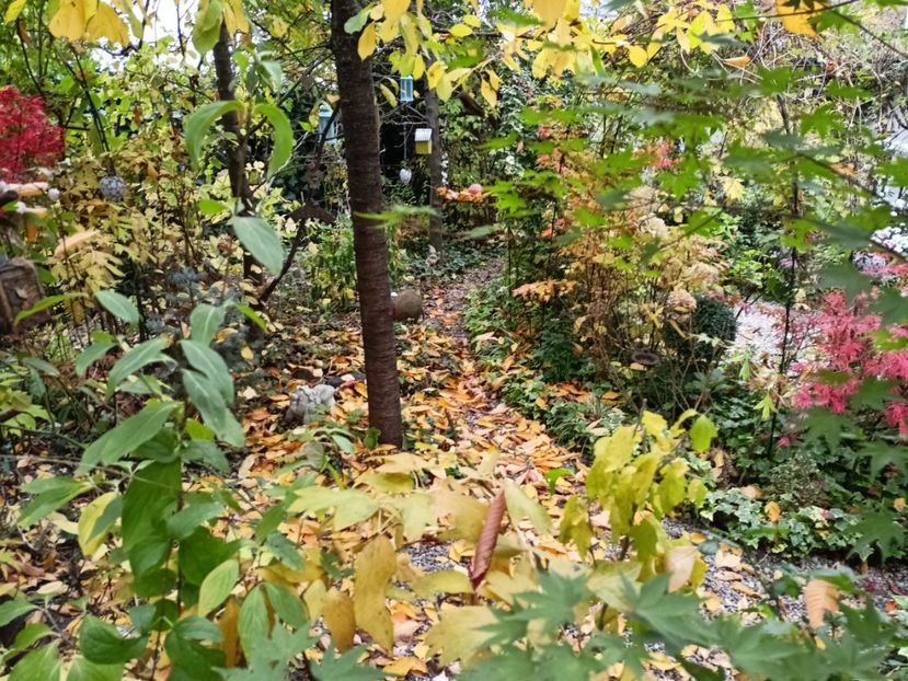  - Grădina 2024 continuare 5