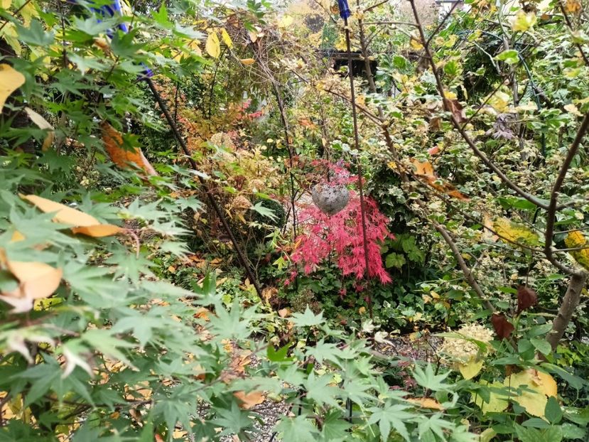  - Grădina 2024 continuare 5