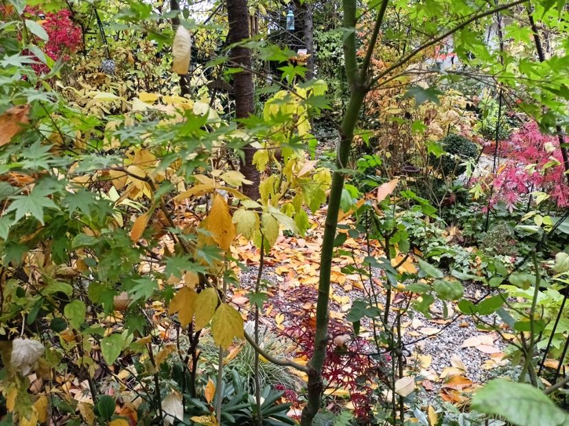  - Grădina 2024 continuare 5