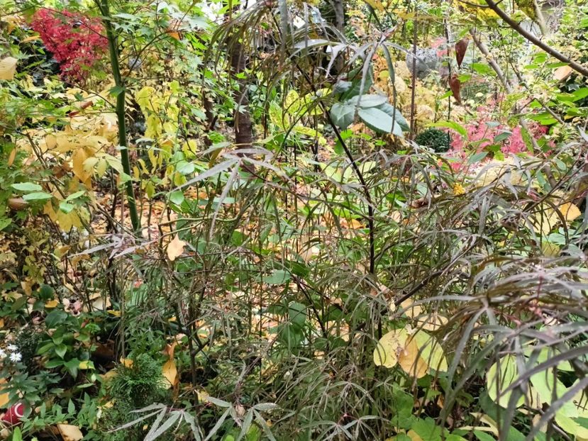  - Grădina 2024 continuare 5