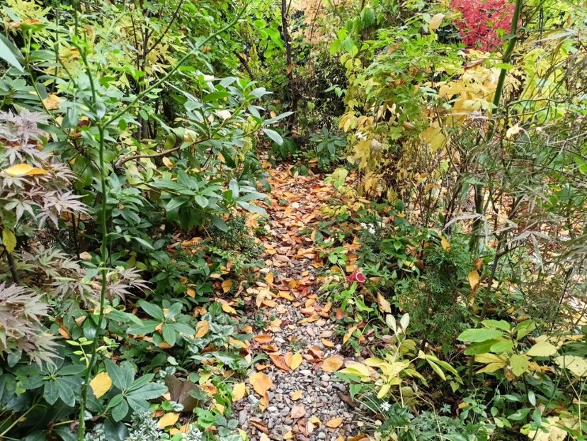  - Grădina 2024 continuare 5