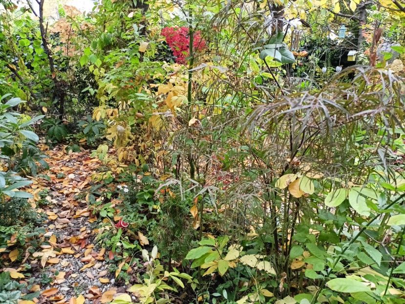  - Grădina 2024 continuare 5