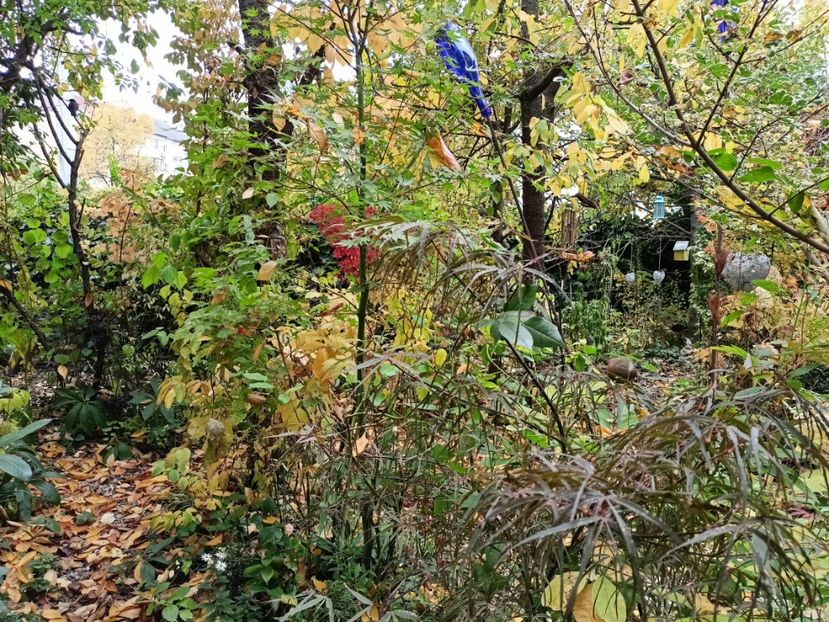  - Grădina 2024 continuare 5