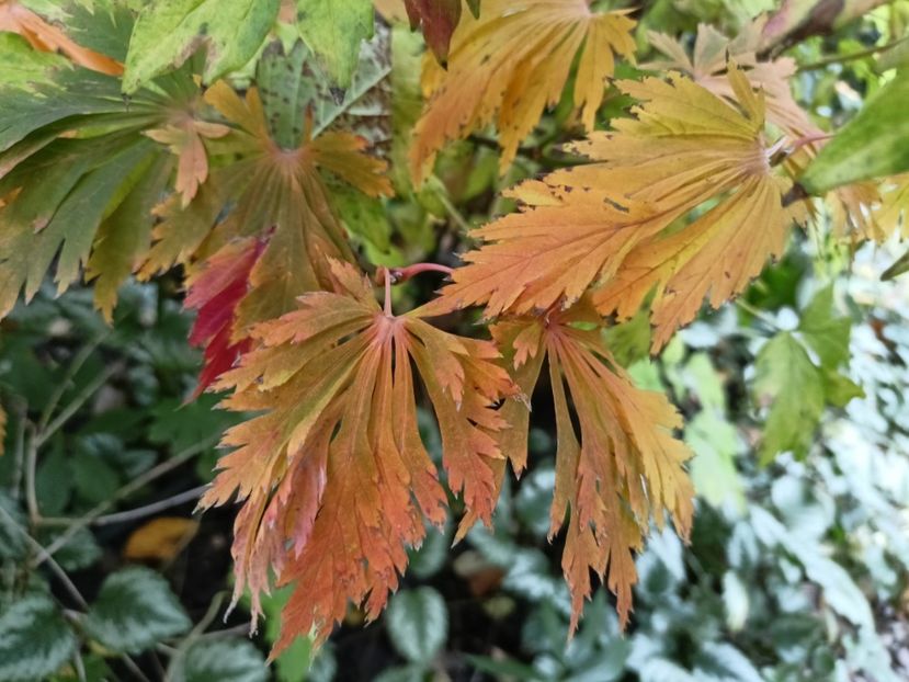 Mai Kujaku - Grădina 2024 continuare 5