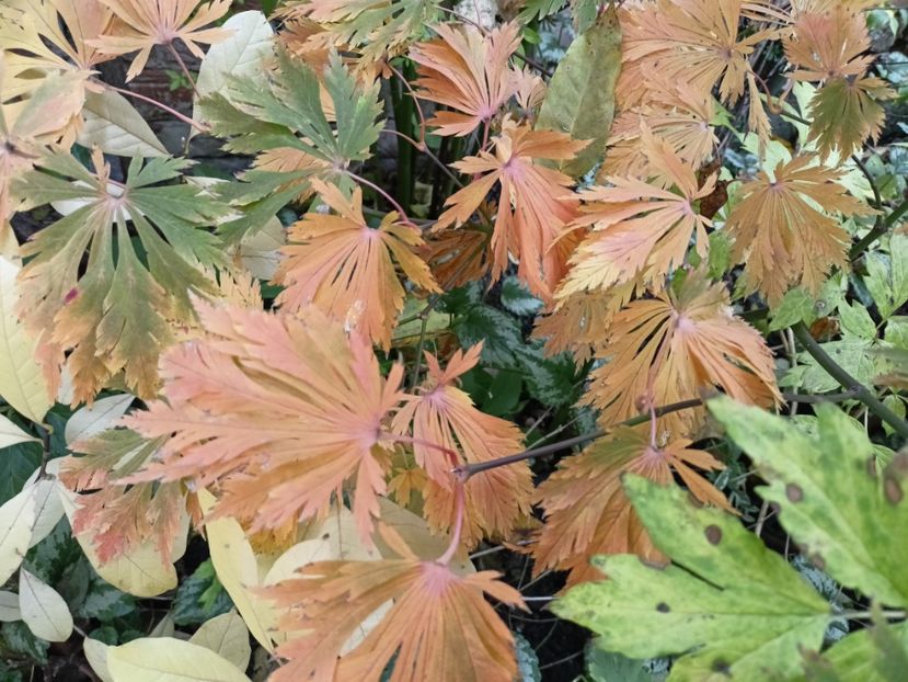 Mai Kujaku - Grădina 2024 continuare 5