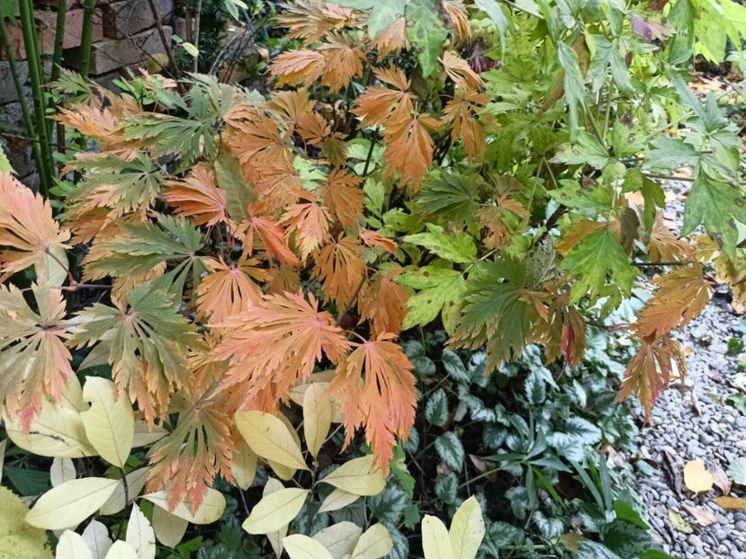  - Grădina 2024 continuare 5