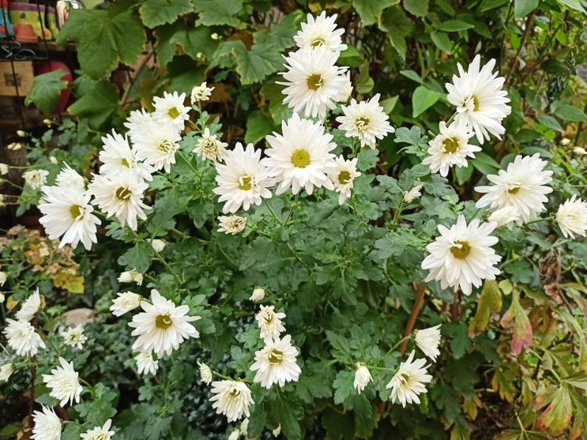  - Grădina 2024 continuare 5