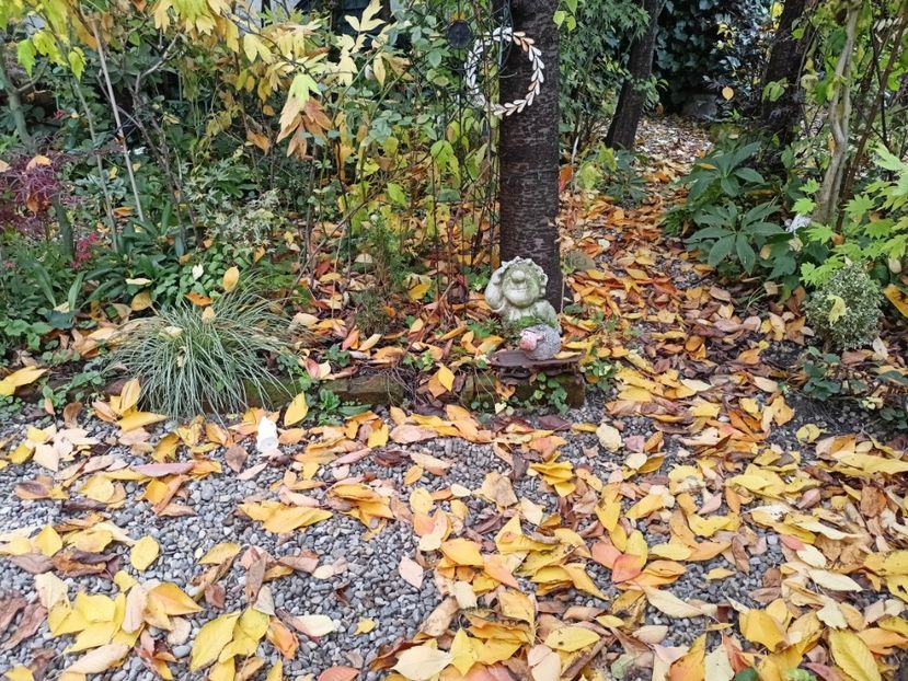  - Grădina 2024 continuare 5