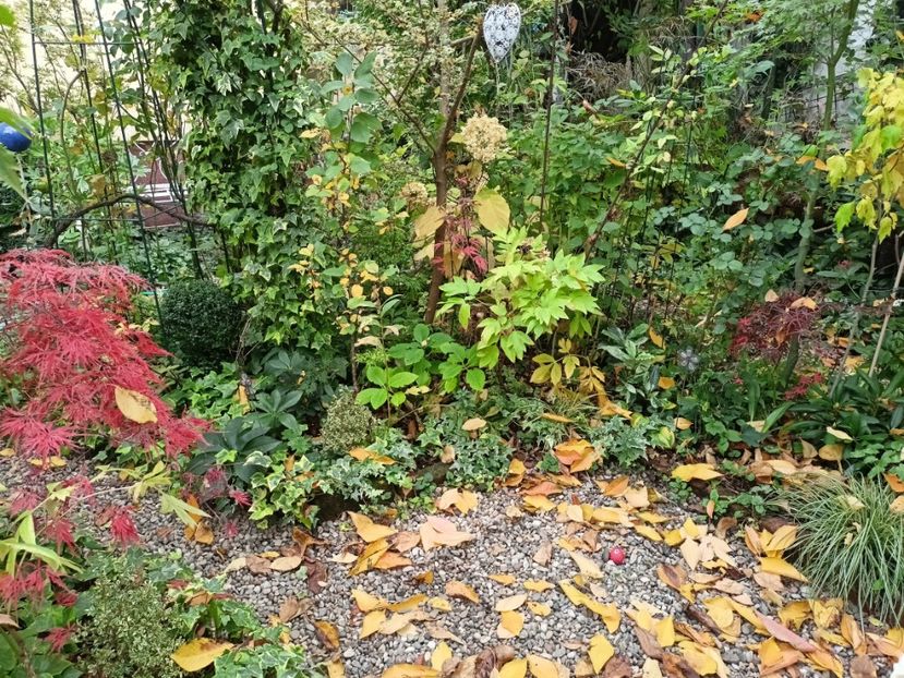  - Grădina 2024 continuare 5